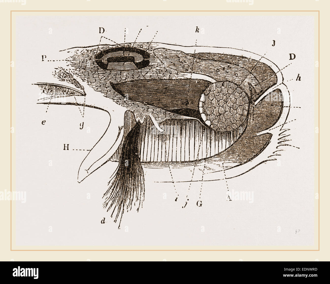 Mitilo tlissecteds parzialmente Foto Stock