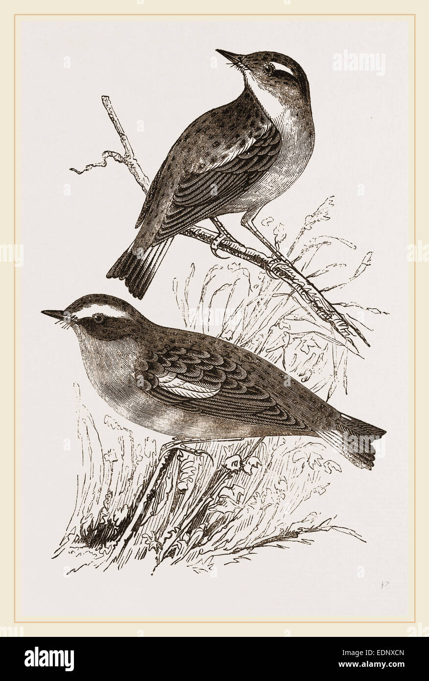 Whinchats Foto Stock