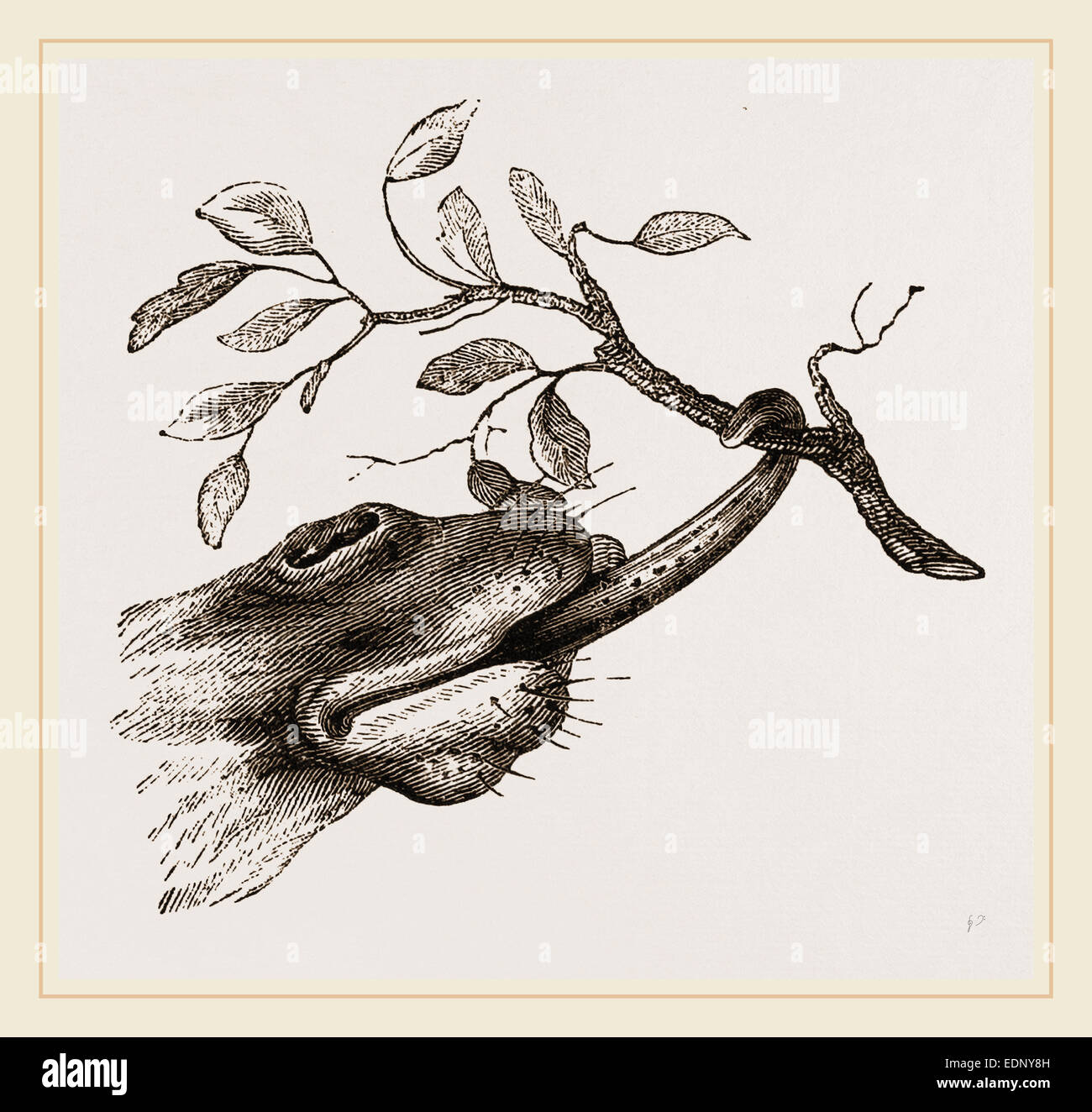 Modalità di reperimento di cibo Foto Stock