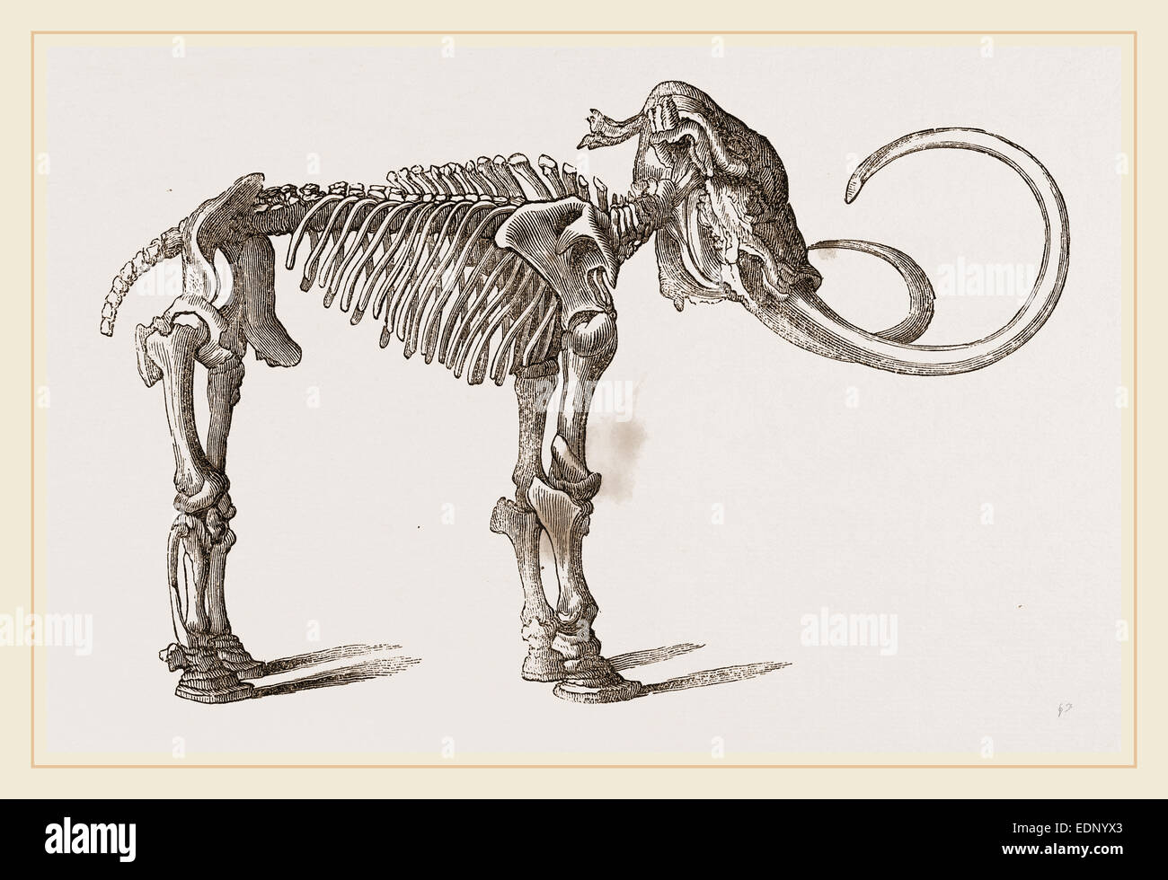 Mammoth trovati in Siberia Foto Stock
