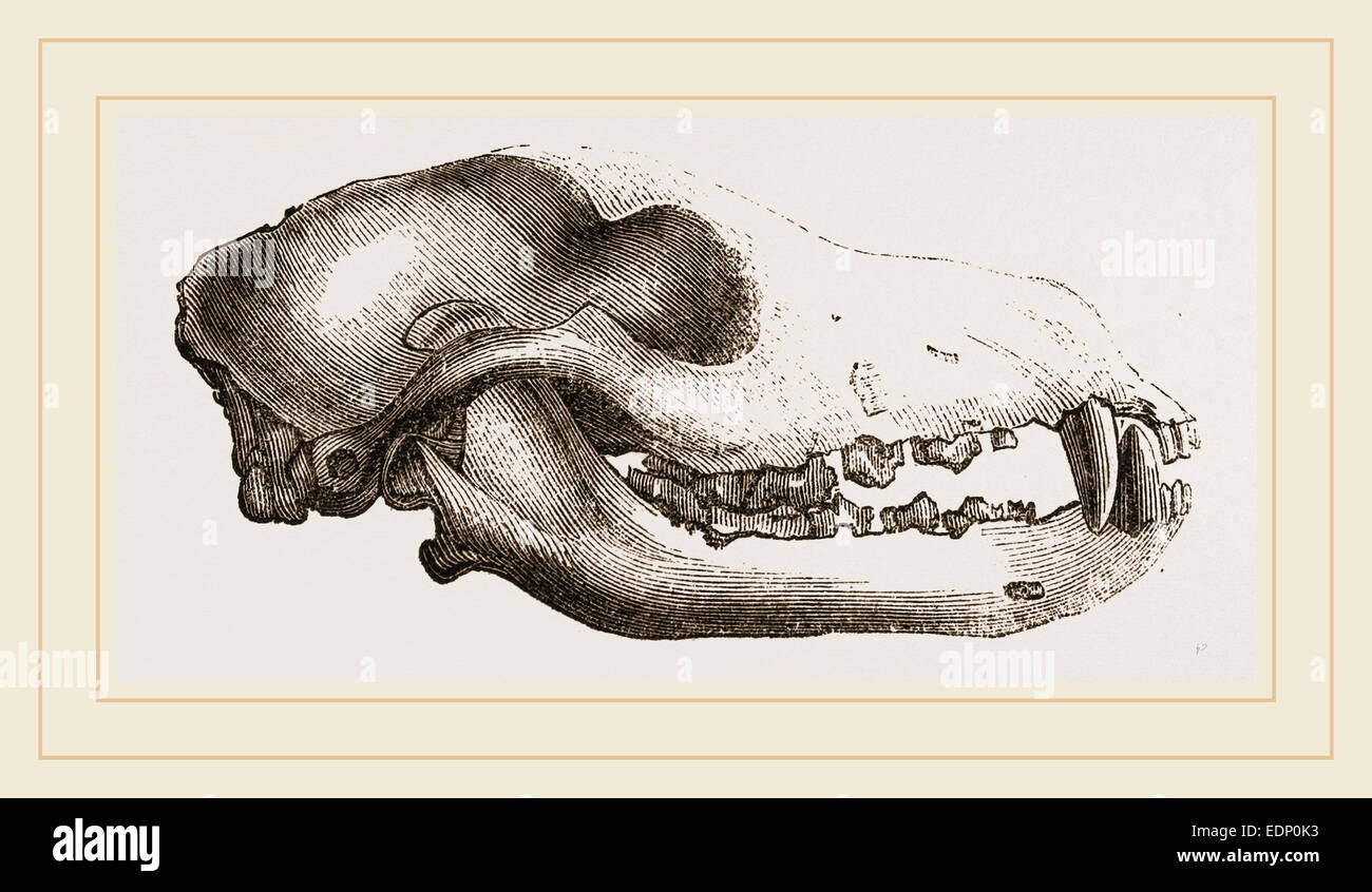 Cranio di un Matin cane Foto Stock