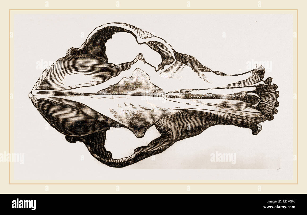 Cranio di un Matin cane Foto Stock