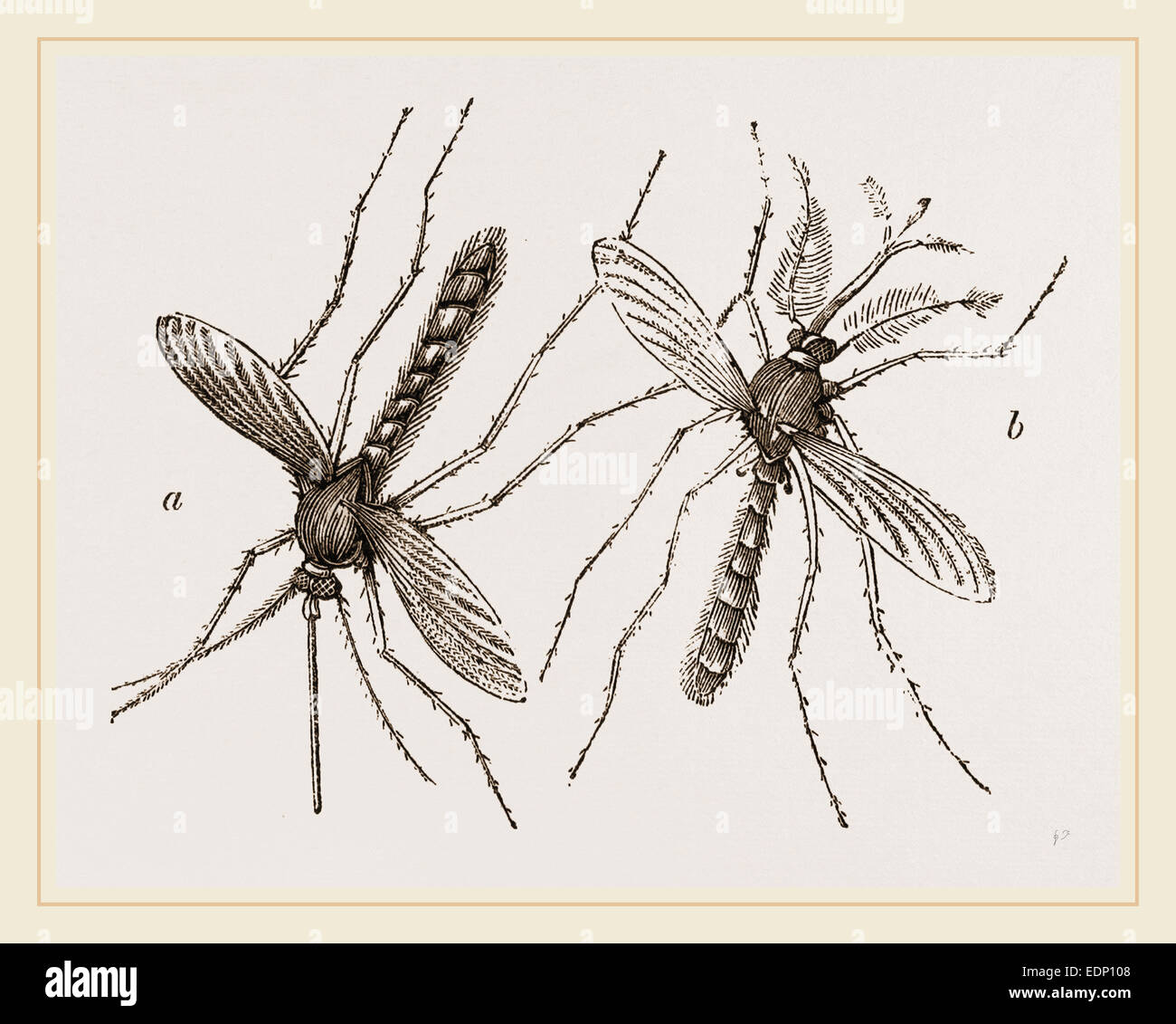 Maschio e femmina dei moscerini Foto Stock