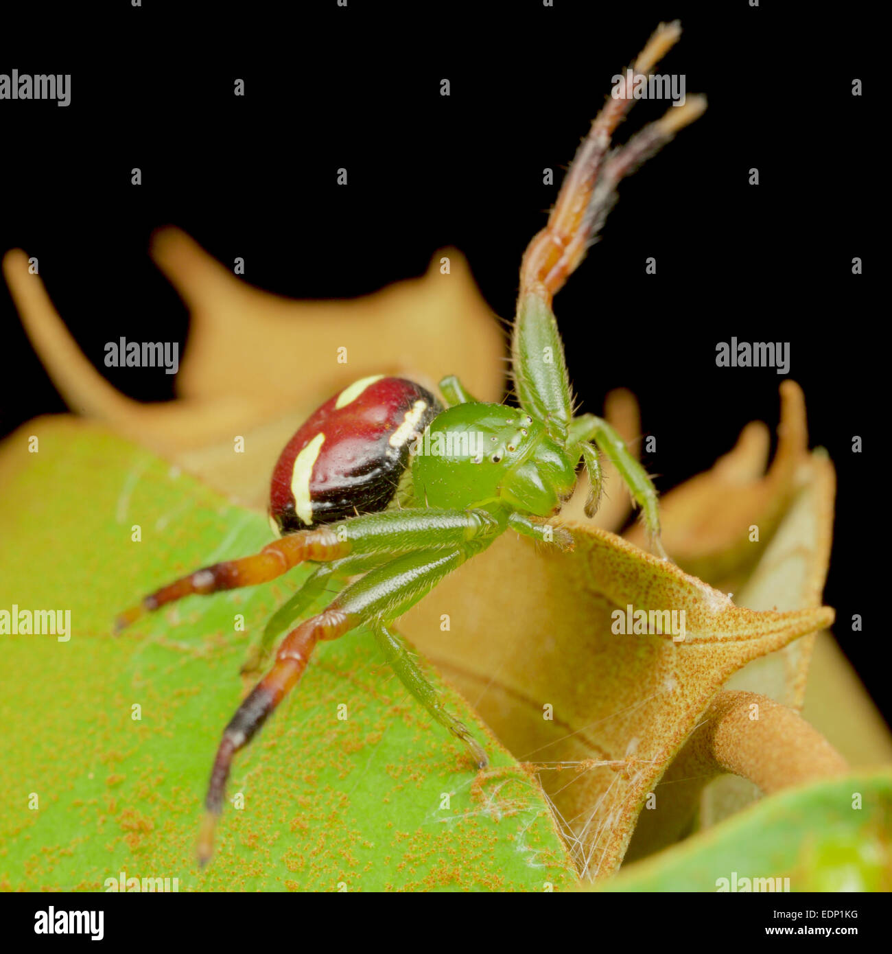 Thomisidae sp, ragno granchio, Thailandia. Pang Sida National Park, Thailandia. Foto Stock