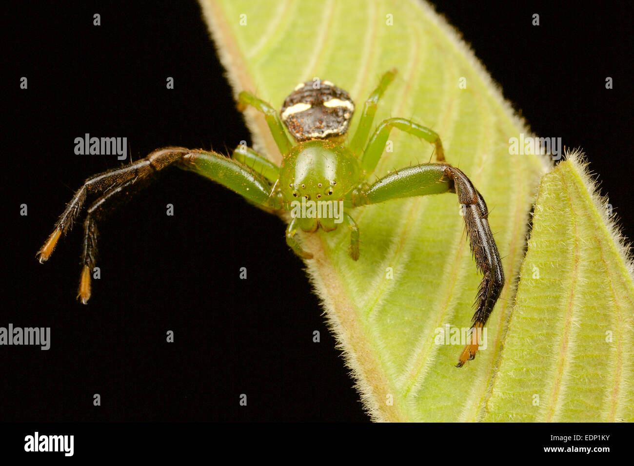 Thomisidae sp, ragno granchio, Thailandia. Pang Sida National Park, Thailandia. Foto Stock