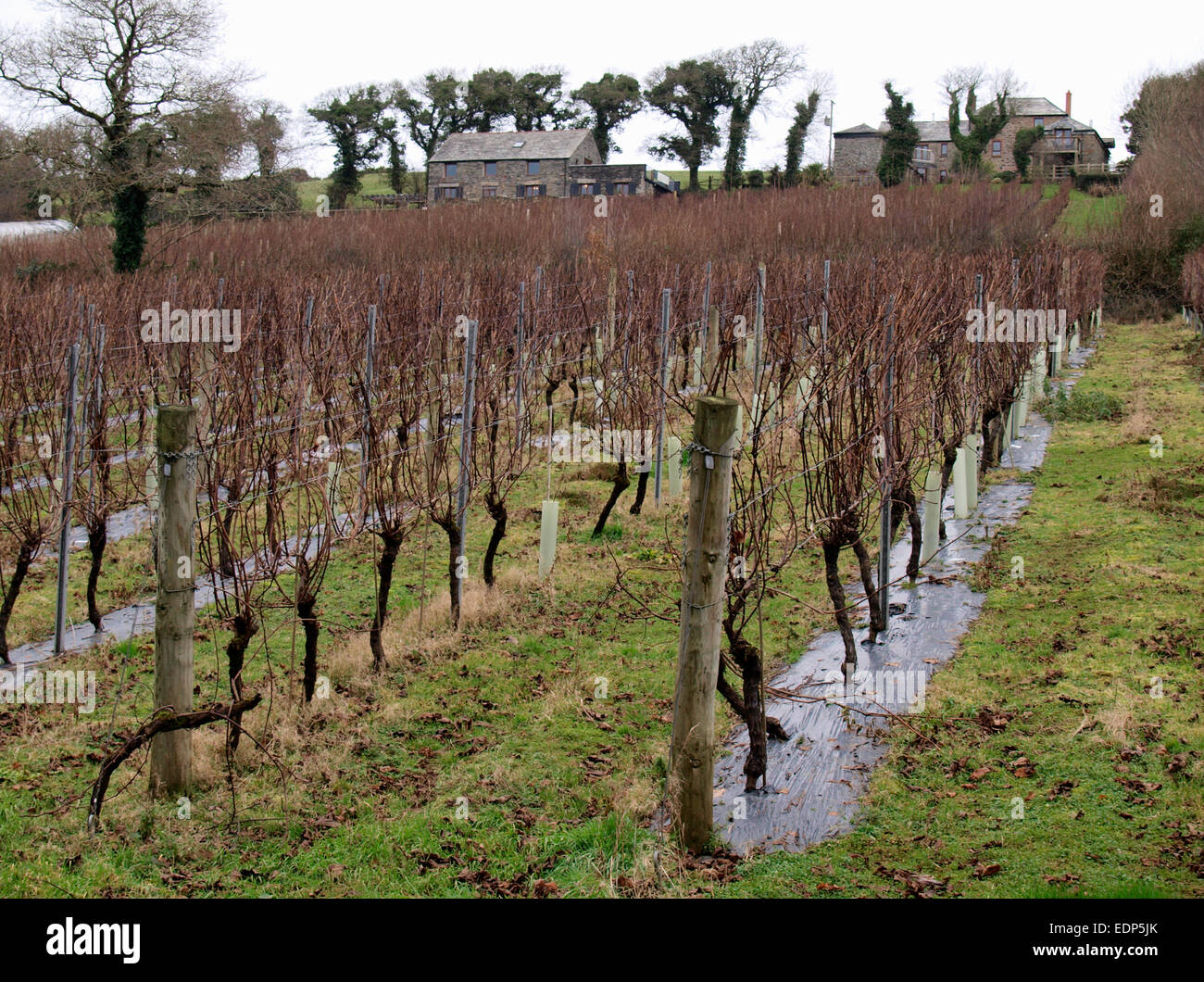 Camel Valley Vineyard in inverno, Bodmin, Cornwall, Regno Unito Foto Stock