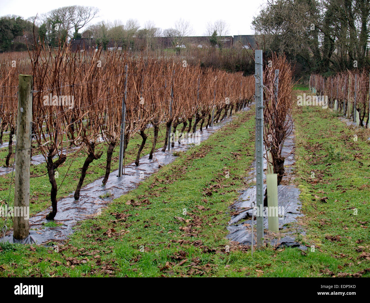 Camel Valley Vineyard in inverno, Bodmin, Cornwall, Regno Unito Foto Stock