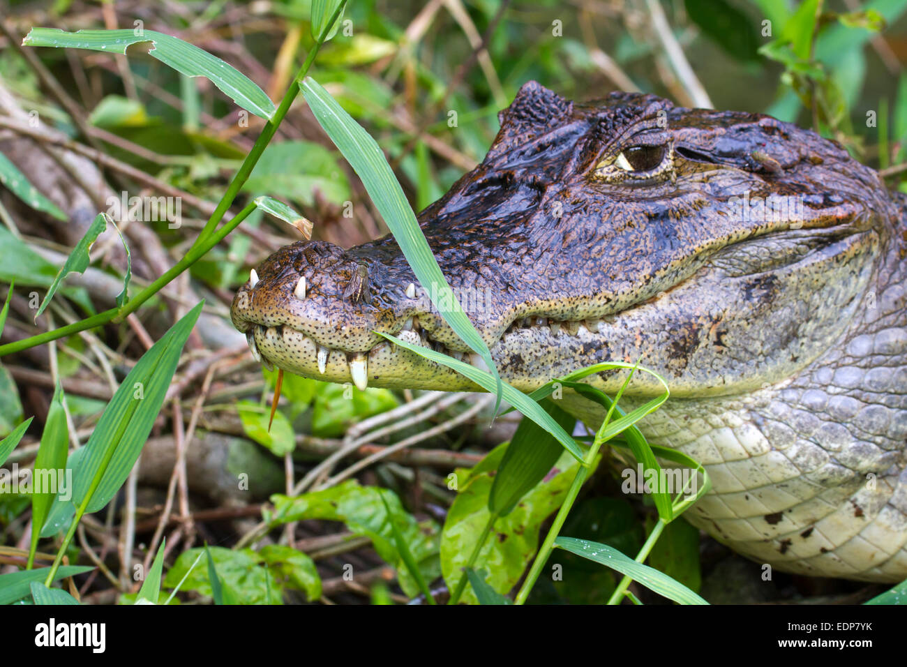 Caimano dagli occhiali (Caiman crocodilus) con denti crescendo attraverso le labbra, nascondendo in erba sulla costa della Manica, tortuguero, Costa R Foto Stock
