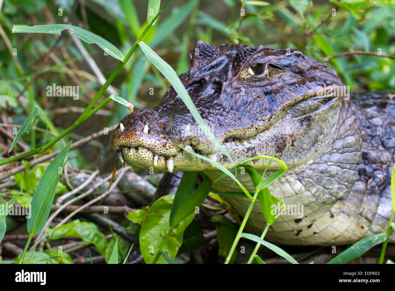 Caimano dagli occhiali (Caiman crocodilus) con denti crescendo attraverso le labbra, nascondendo in erba sulla costa della Manica, tortuguero, Costa R Foto Stock