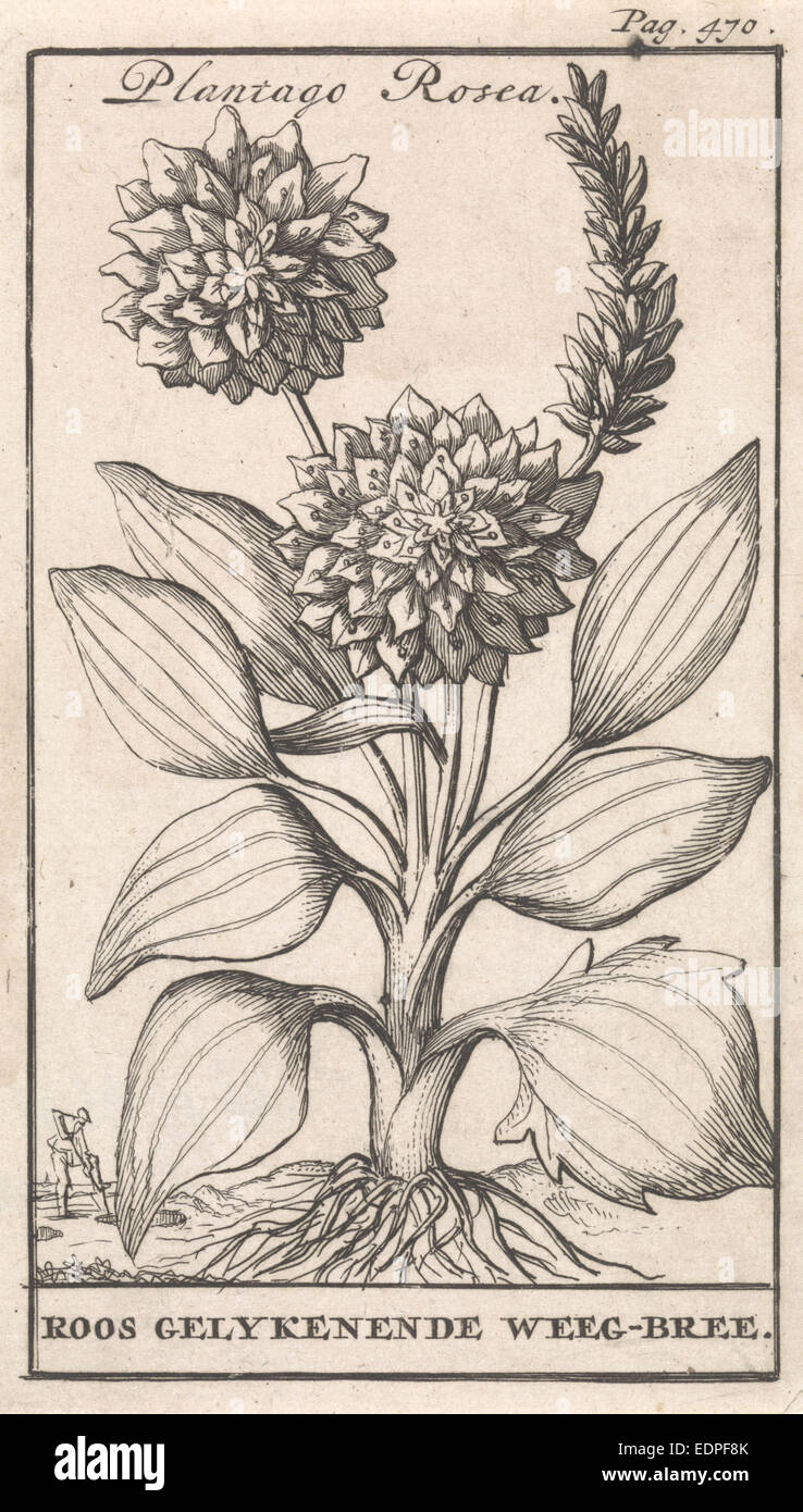 Piantaggine, Caspar Luyken, Jan Claesz dieci Hoorn, 1698 Foto Stock
