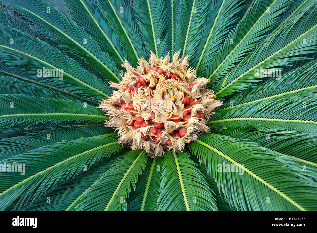 Il sago palm, produrre un feltro messa al centro della foglia mass. Foto Stock