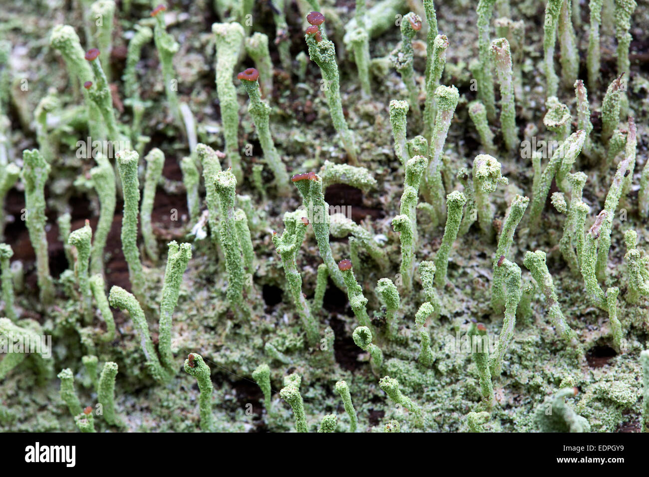 Il Lichen False pixie cup (Cladonia chlorophaea) Foto Stock