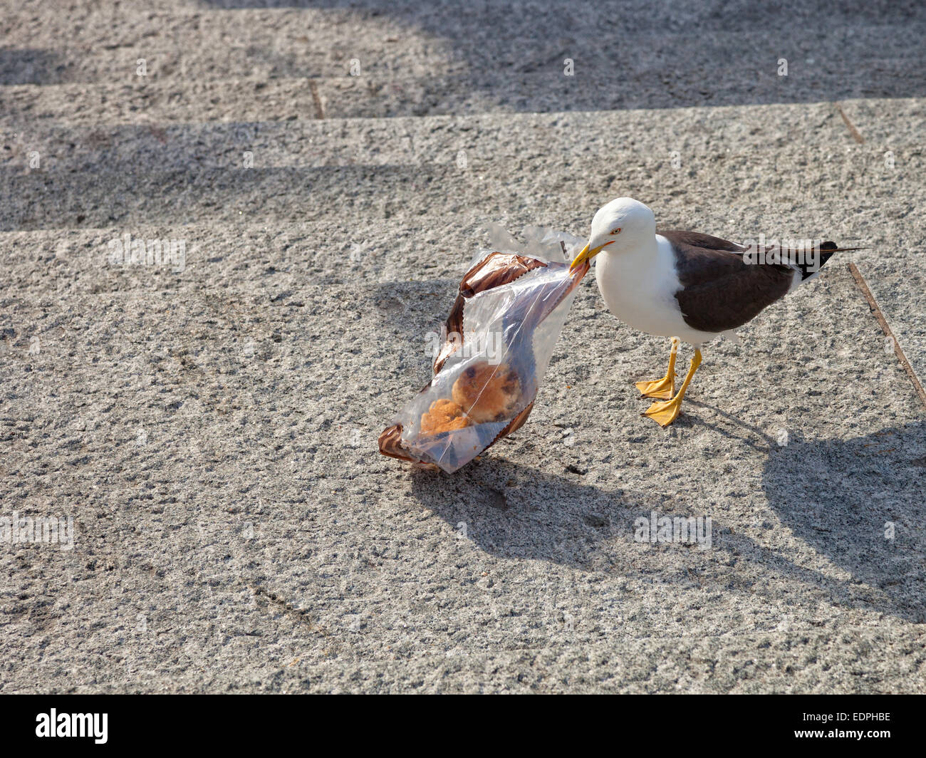 L'uccello - Seagull la ricerca di cibo in un sacchetto di plastica. Foto Stock