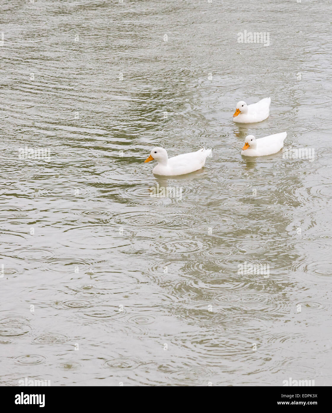Little duck nel lago di fattoria rurale. Foto Stock
