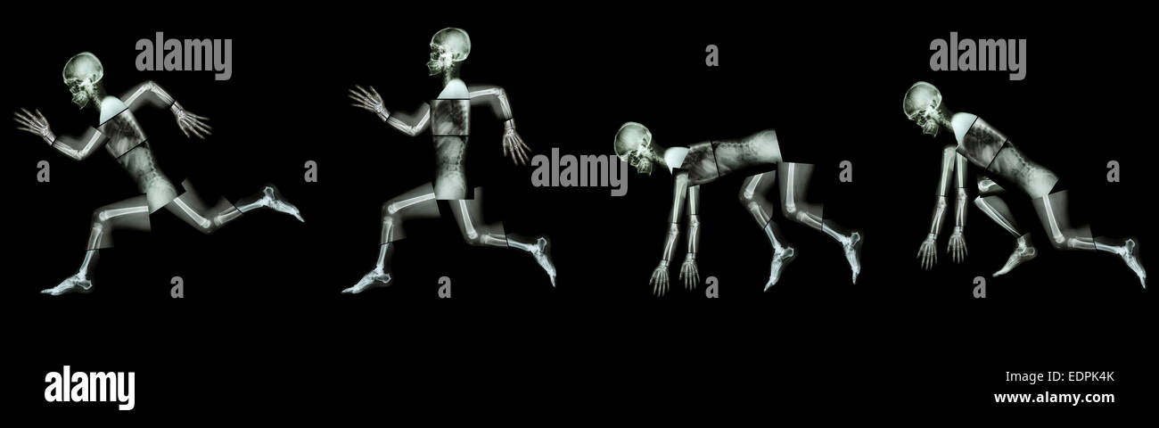 Un osso umano è in esecuzione. (Fase di correre una gara),(tutto il corpo : collo capo colonna vertebrale spalla posteriore del gomito del braccio avambraccio polso mano dito thor Foto Stock