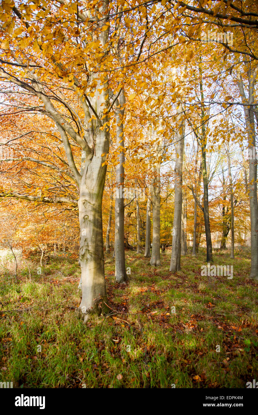 Arancione marrone faggio Foglie di autunno Savernake Forest, Wiltshire, Inghilterra, Regno Unito Foto Stock