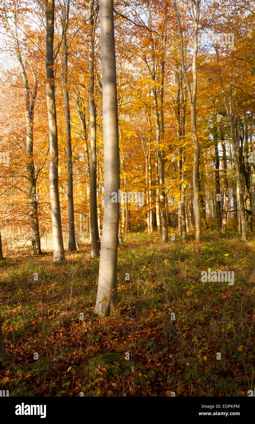 Arancione marrone faggio Foglie di autunno Savernake Forest, Wiltshire, Inghilterra, Regno Unito Foto Stock