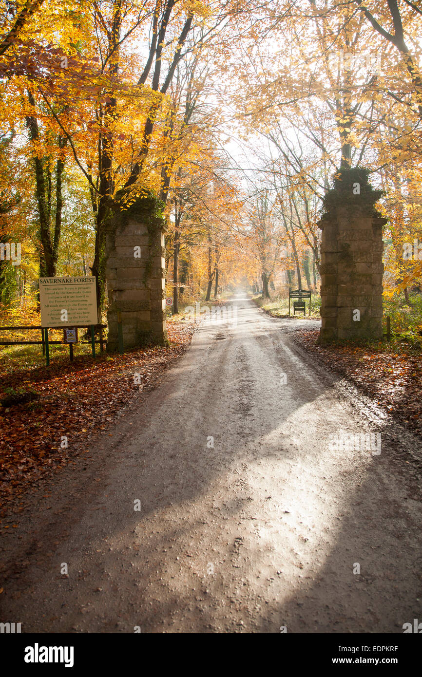 Arancione marrone faggio Foglie di autunno Savernake Forest, Wiltshire, Inghilterra, Regno Unito Foto Stock