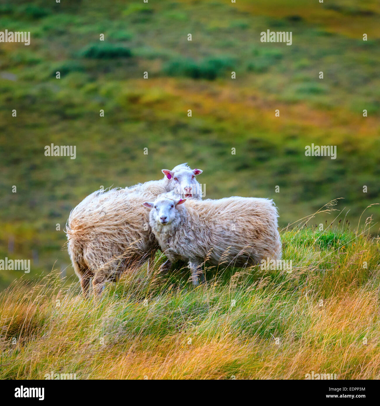 Due free range pecore nel nord-ovest dell'Islanda Foto Stock