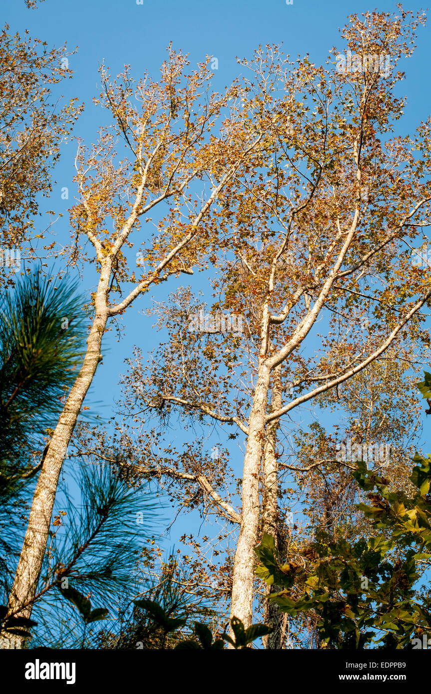 Struttura Sweetgum con pini in un assolato pomeriggio autunnale in Ruffner Mountain Nature Preserve in Birmingham, Alabama, Stati Uniti d'America. Foto Stock