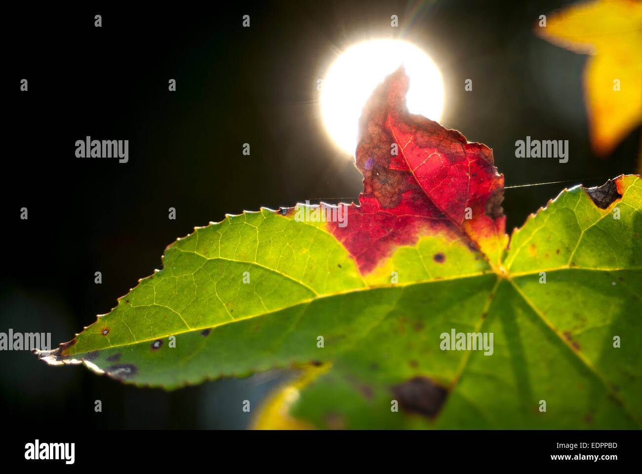 La luce solare illuminazione posteriore un dolce colla (Liquidambar styraciflua) foglie cominciando a cambiare colore nei primi giorni di autunno.Alabama Foto Stock