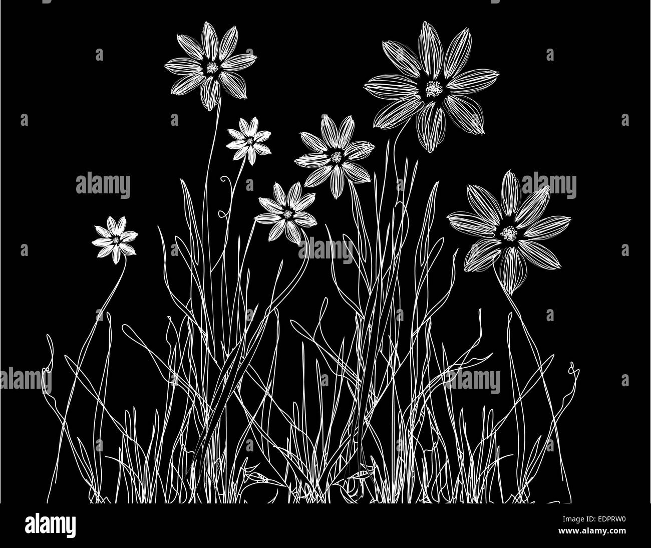 Delicato bianco & nero illustrazione sette giovani fiori selvatici che crescono su erba per decorativo o temi romantica Foto Stock