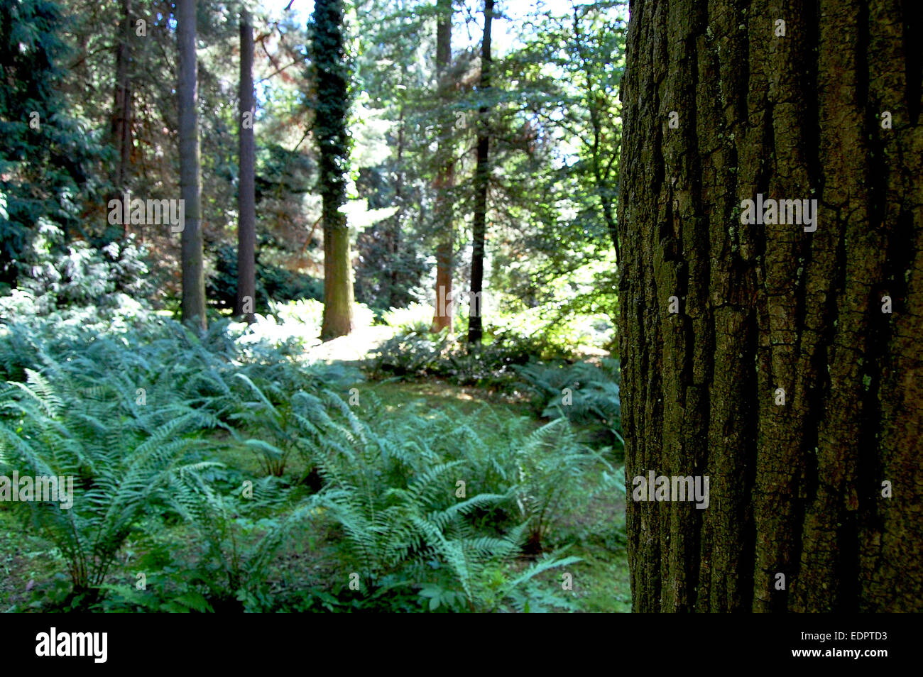 Tronco di albero su uno sfondo di bosco Foto Stock