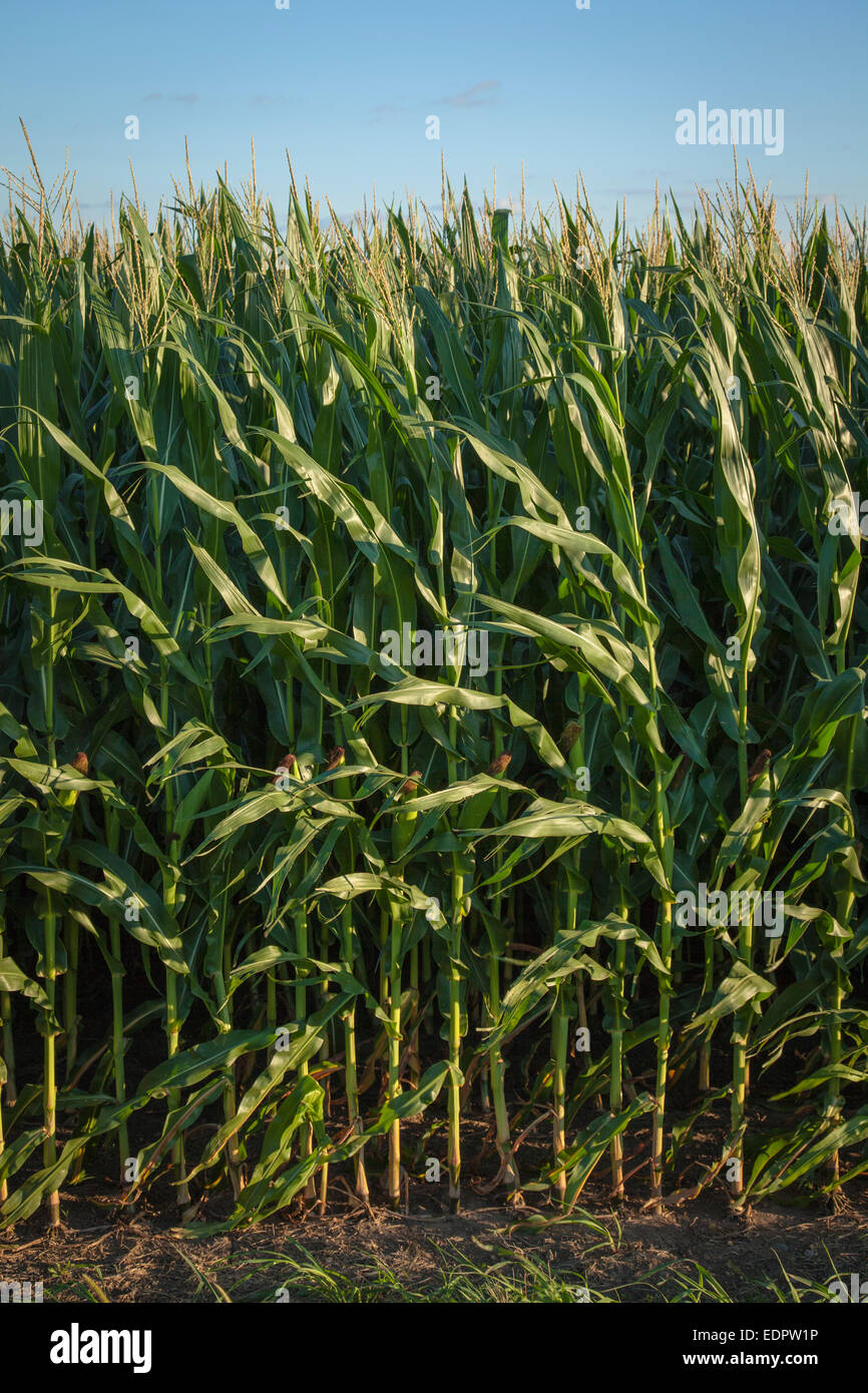 Coltivazione di mais in campo. Iowa. Foto Stock