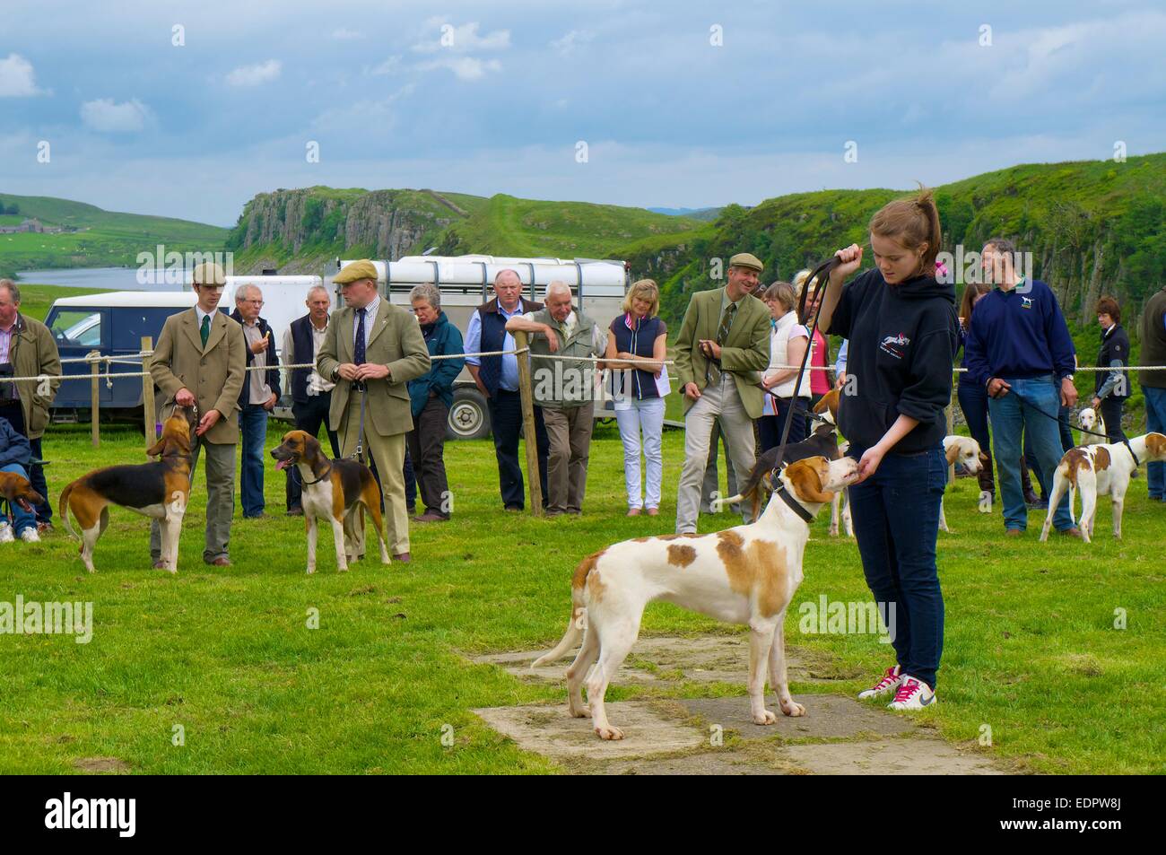 Ragazza che mostra Foxhound. Il muro romano visualizza, acciaio Rigg vallo di Adriano Northumberland England Regno Unito Foto Stock
