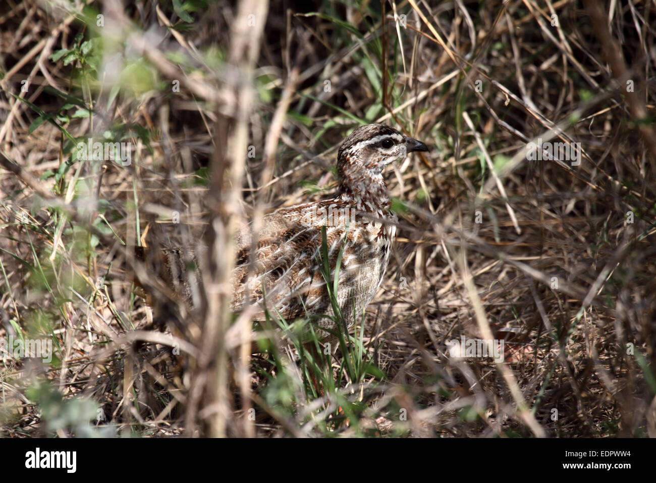 Crested francolin ben mimetizzata nel sottobosco nel Parco Nazionale Kruger Sud Africa Foto Stock