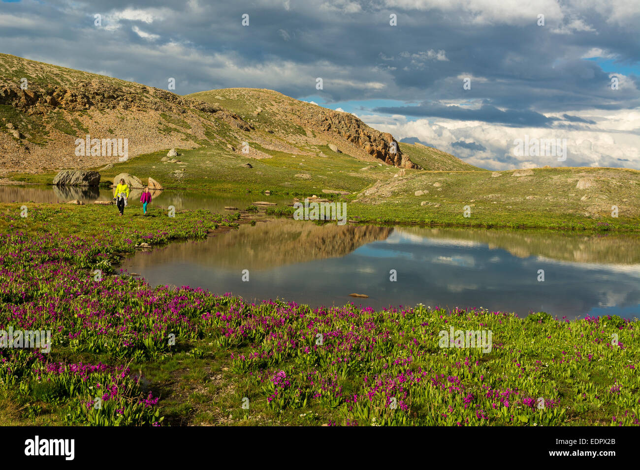 Una donna e di sua figlia escursionismo passato fiori selvaggi e tarn, San Juan National Forest, Silverton, Colorado. Foto Stock