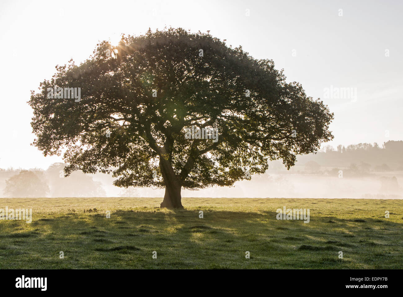 Sunrise dietro ad un albero di quercia, England, Regno Unito Foto Stock