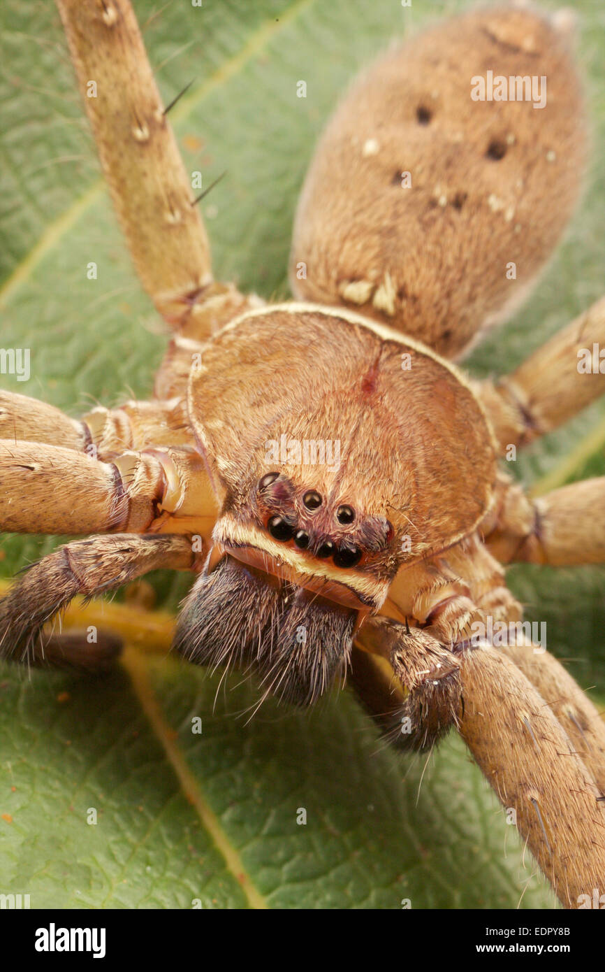 Huntsman spider (Sparassidae) in Kaeng Krachan National Park, Thailandia. Foto Stock