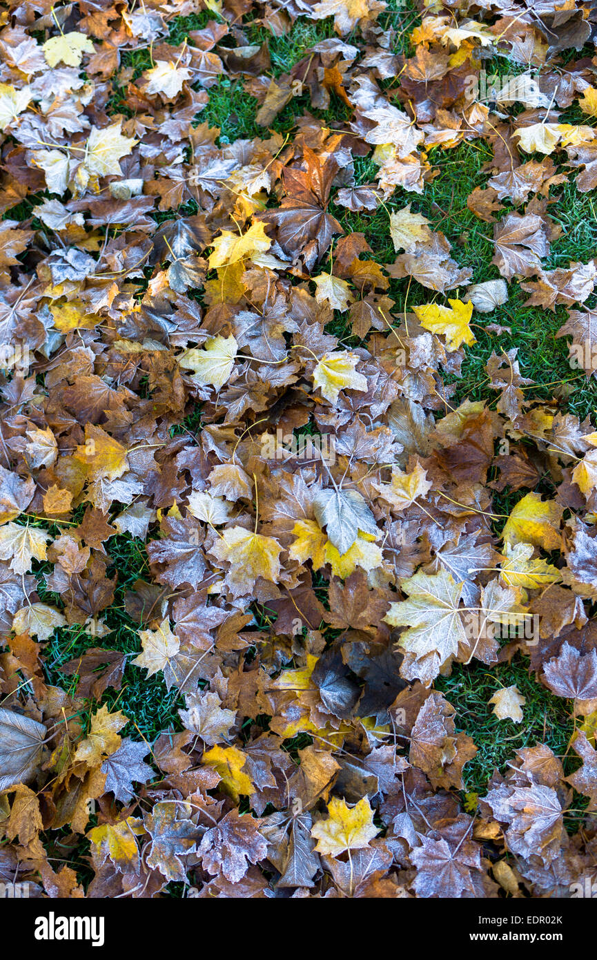 Frosty sycamore foglie sul suolo della foresta in autunno compresi nel Regno Unito Foto Stock