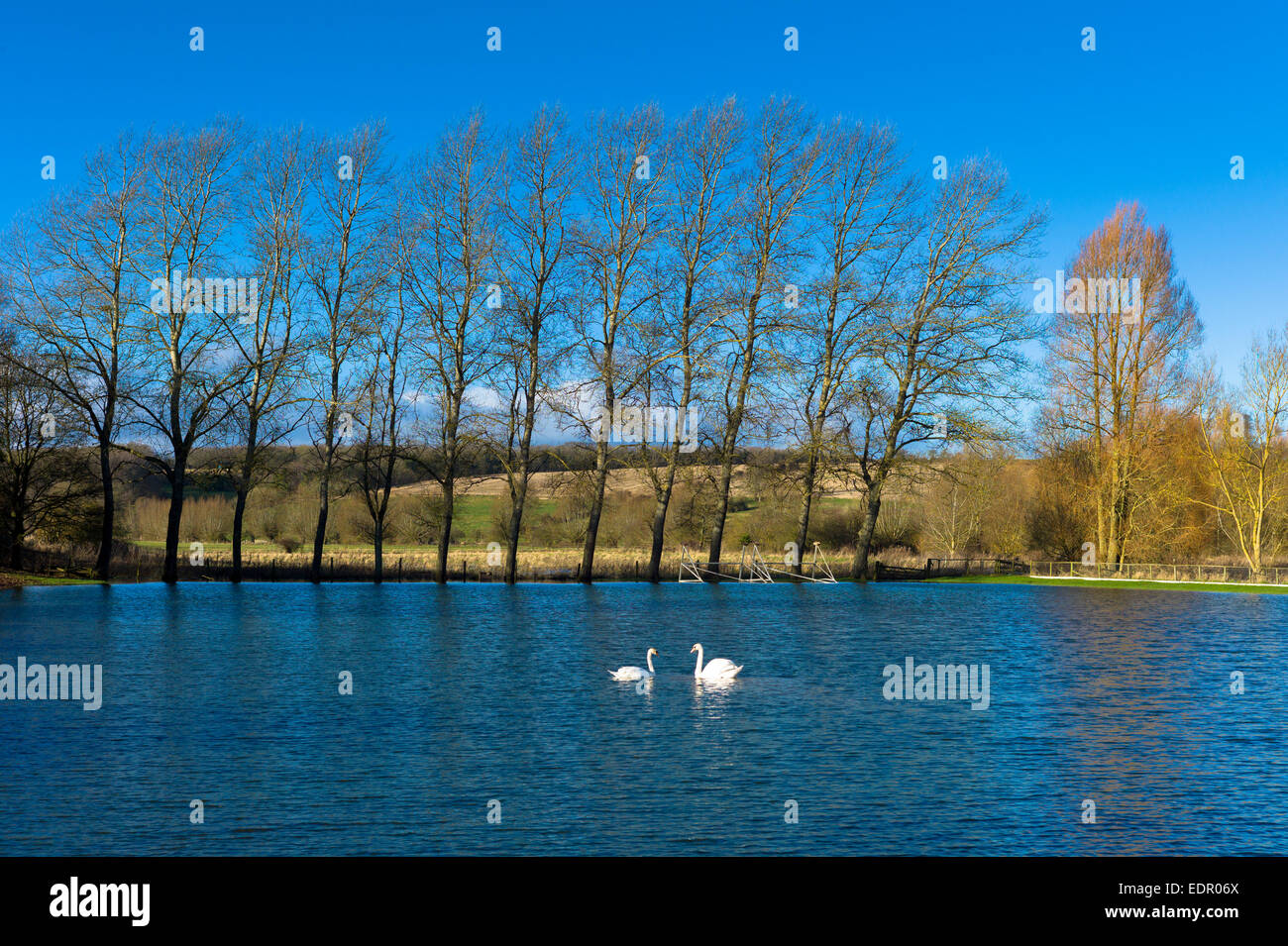 Cigni, Cygnus olor, inondato sul campo da cricket campo in Cotswolds a Swinbrook, Oxfordshire, Regno Unito Foto Stock
