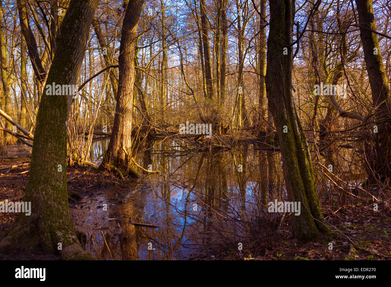 Terreno paludoso intorno ad un lago nel Regno Unito Foto Stock