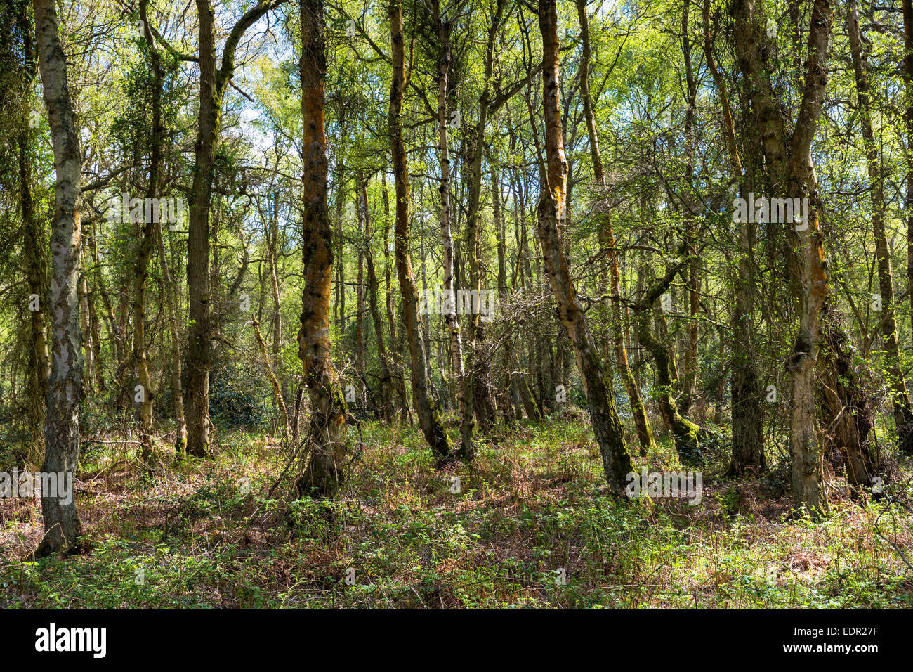 Scena di bosco di argento di betulle, Betula pendula a Bruern legno in Cotswolds, Oxfordshire, Regno Unito Foto Stock