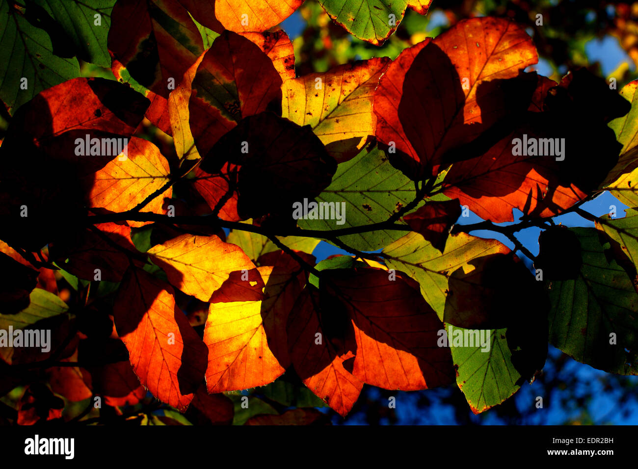 Le foglie colorate in autunno Foto Stock