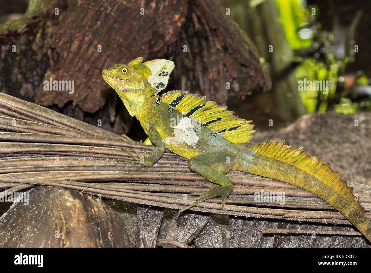 Erbacce piombate o verdi (Basiliscus plumifrons), Parco Nazionale Cahuita, Provincia di Limon, Costa Rica. Foto Stock