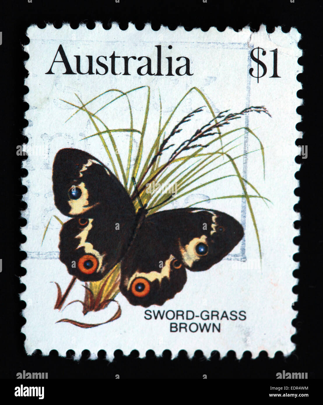 Usato e con timbro postale Australia / Timbro Austrailian $1 Sword-Grass Brown Butterfly Foto Stock