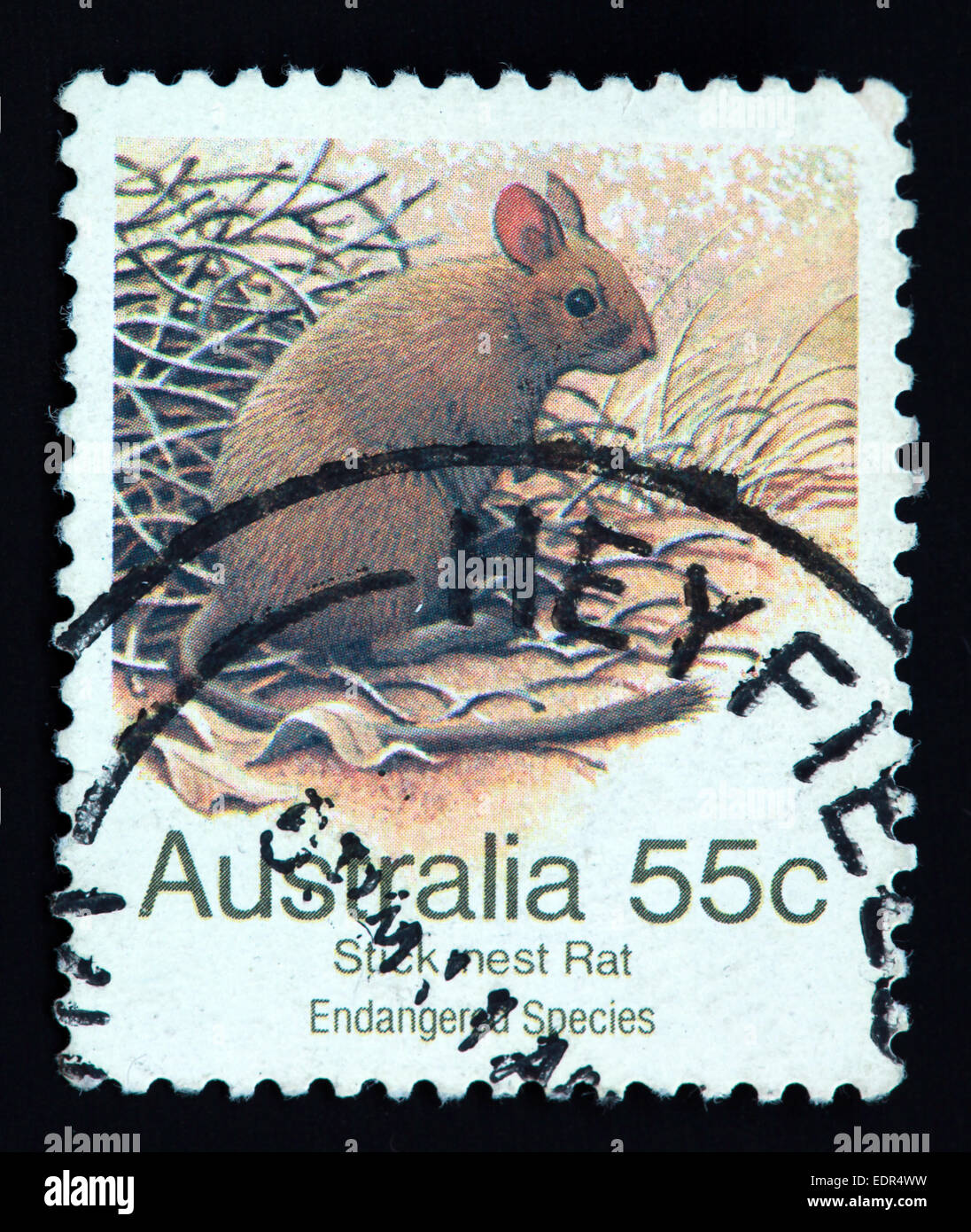 Usato e con timbro postale Australia / Timbro Austrailian Stick Nest Rat specie in via di estinzione 55c Foto Stock