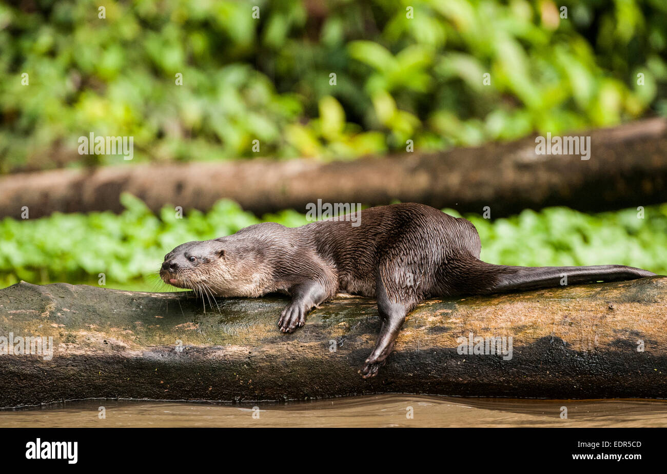 Neotropical Lontra di fiume (Lontra longicaudis) Foto Stock