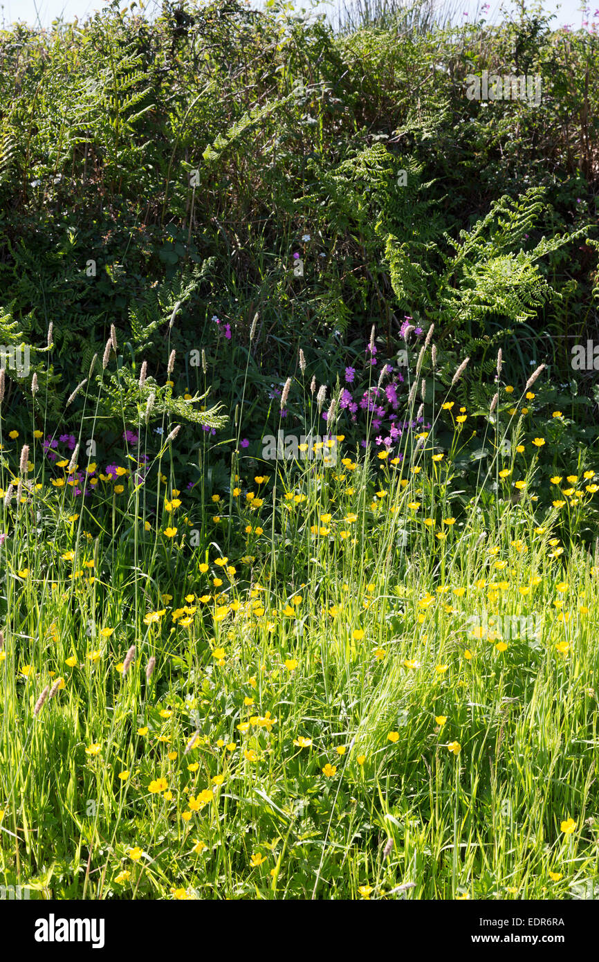 Fioritura tradizionale siepe habitat per la flora e la fauna in estate in Cornovaglia, Inghilterra meridionale, Regno Unito Foto Stock