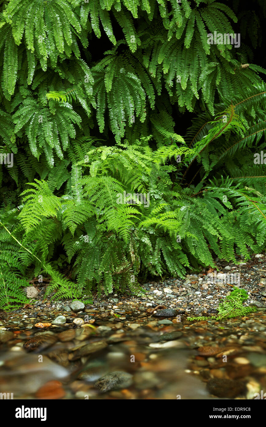 Home Creek che scorre attraverso il Canyon di felce, Prairie Creek Redwoods State Park, Humboldt County, California, Stati Uniti d'America Foto Stock