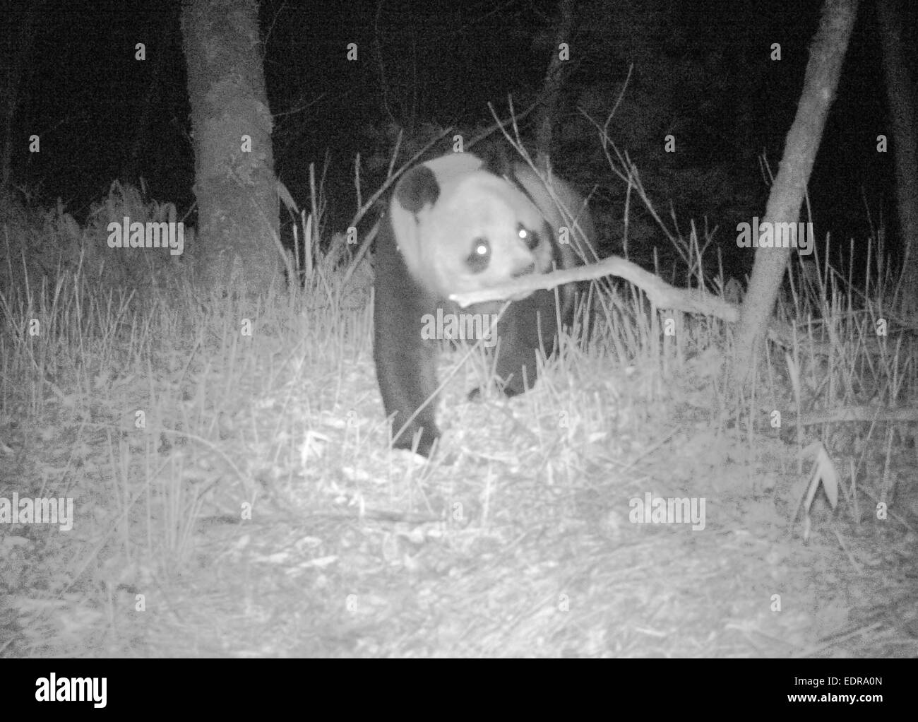 Xi'an. Il 9 gennaio, 2015. Foto scattata il 9 novembre 17, 2014 mostra una wild panda gigante di notte nel Pingheliang Riserva Naturale situata nella contea di Ningshan, Cina nord-occidentale della provincia di Shaanxi. Un totale di 86 foto e 24 video di wild panda giganti girovagando durante il giorno e la notte sono stati catturati nella riserva e rilasciato il 8 gennaio, 2015, secondo l'ufficio amministrazione della riserva. © Xinhua/Alamy Live News Foto Stock