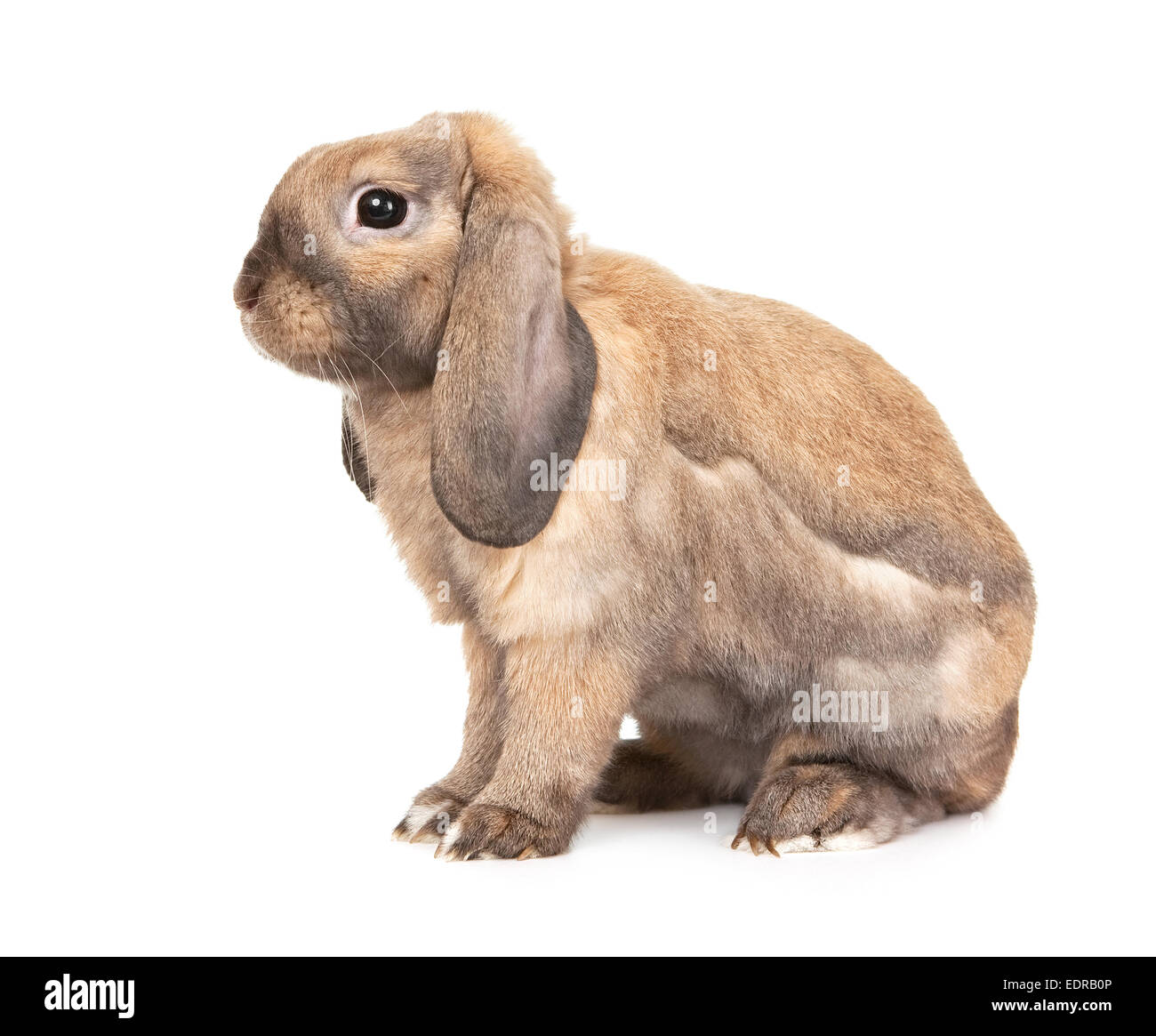 Dwarf lop-eared razze di coniglio di Ram. Foto Stock