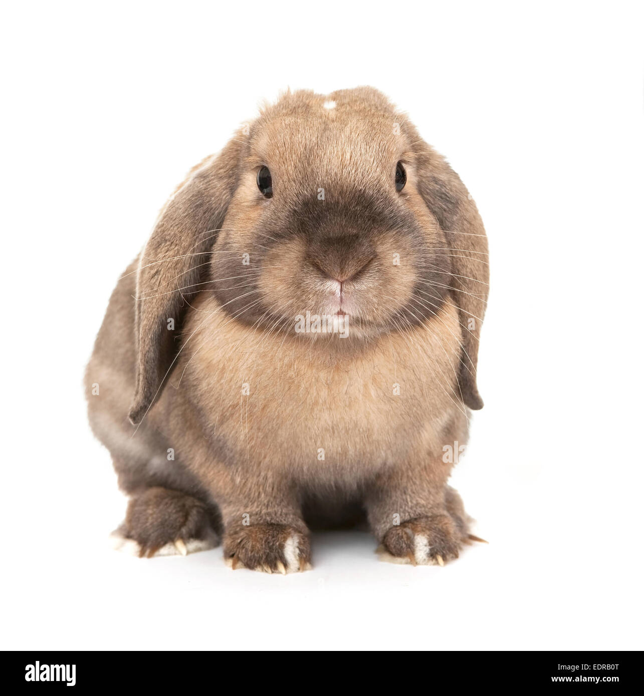Dwarf lop-eared razze di coniglio di Ram. Foto Stock