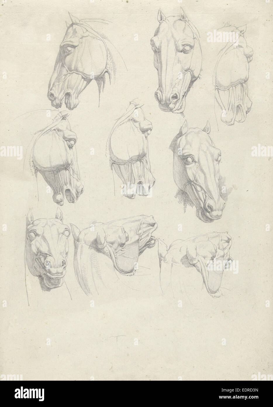 Nove studi di anatomia di una testa di cavallo, Hendrik Voogd, 1788 - 1839 Foto Stock