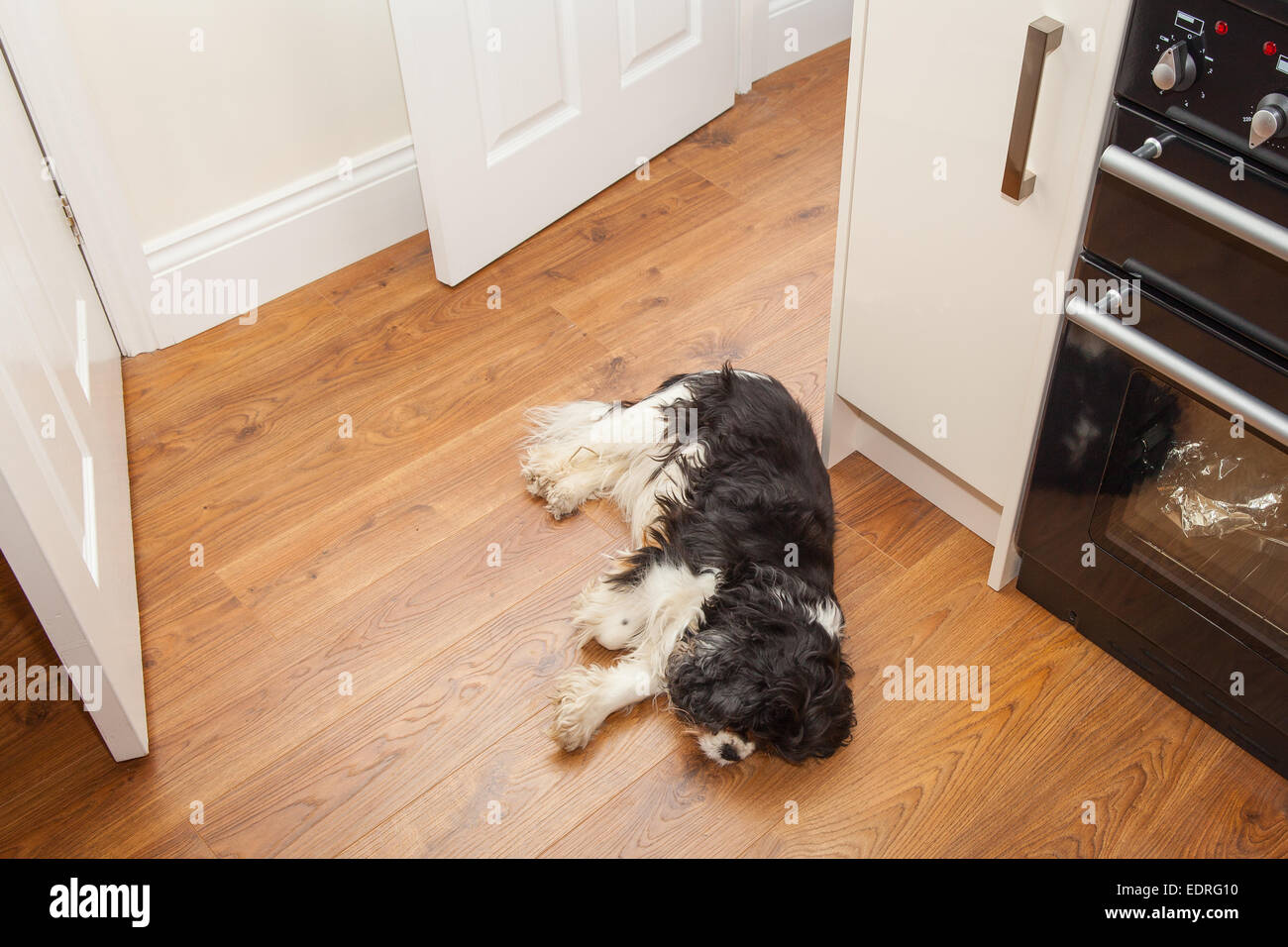 Cane addormentato sul pavimento della cucina Foto Stock