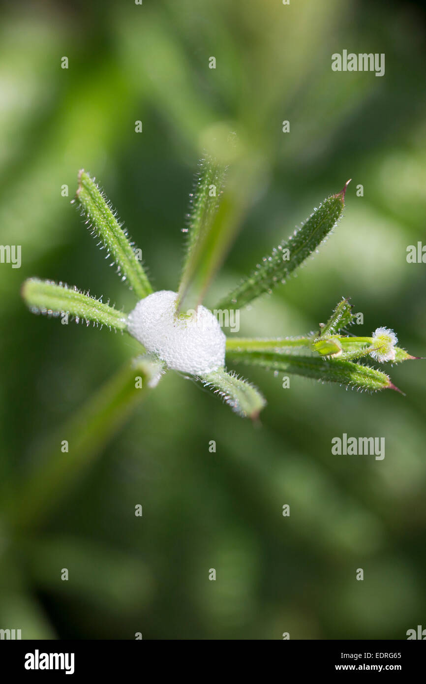 Spumosi sap da impianto, chiamato cuculo allo spiedo, è la protezione per il froghopper insetto, Cercopoidea Hemipteran insetti, a stadio di Ninfa Foto Stock